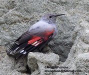 wallcreeper.jpg