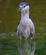 bc night heron bathe P6000 c DSCN2520.jpg