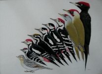 Woodpeckers.jpg
