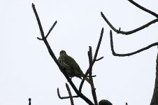 striatedBulbul.jpg