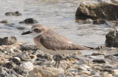 greatersandplover2.jpg