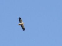 L1300807_Egyptian Vulture.jpg