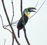 Citron-throated-Toucan-10.jpg