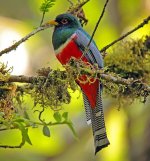 Collared-Trogon-02.jpg