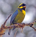 Gold-ringed-Tanager-07.jpg