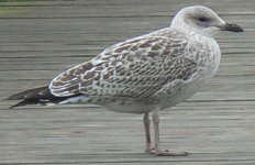 juv.gull1.jpeg