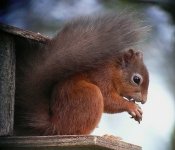 RedSquirrel1.jpg