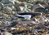 Artic tern  28-08-2009 17-14-59.JPG