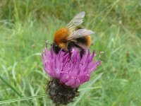 Tawny Mining Bee (3) copy.jpg