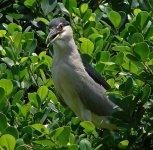 bc night heron P6000 DSCN0326.jpg