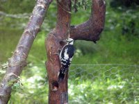 woodpecker-LOLx.jpg
