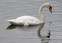 swan_-Loch-of-Lowes.jpg