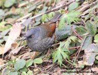 Maroon-backed Accentor.jpg