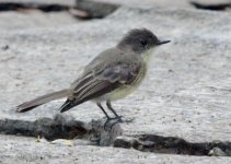 Little Grey Bird_51749BF.jpg