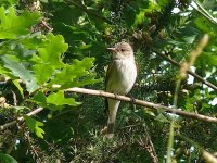 L1290514_Spotted Flycatcher.jpg