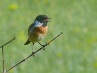 L1290493_Stonechat.jpg