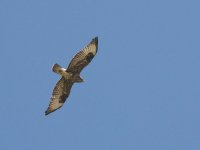 L1290634_Common Buzzard.jpg