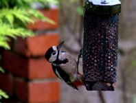 Woodpecker 2 (R).jpg