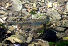 Rainbow Trout 1 (R).jpg