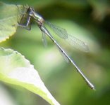 Willow Emerald.jpg