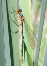 Newly emerged Emerald D.jpg