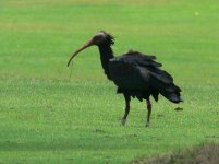 Bald Ibis - reduced.JPG