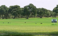 Bald Ibis reduced 2.JPG