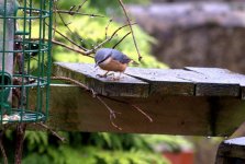 Nuthatch 3 (R).jpg