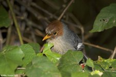 chestnutHoodedLaughingthrush.jpg