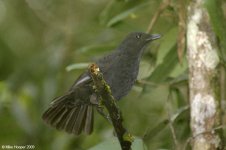 borneanWhistlingThrush.jpg