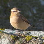 wheatear2.jpg