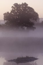 Misty Tree.jpg