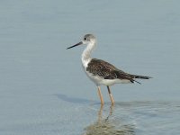 L1320587_juv Black-winged Stilt.jpg