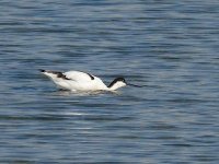 L1320660_Avocet.jpg