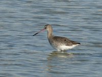 L1320663_Black-tailed Godwit.jpg