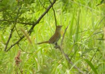 Thick-billed Warbler 54.jpg