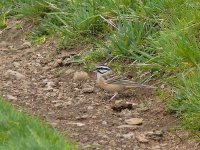 L1280205_Rock Bunting.jpg