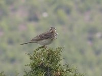 L1280242_Tree Pipit.jpg