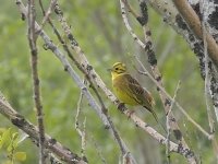 L1280262_Yellowhammer.jpg