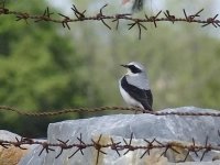 L1280276_Northern Wheatear.jpg