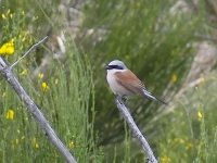 L1280283_Red-backed Shrike.jpg