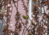 Japanese White-eye 2.jpg