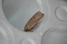 moths 025 (Medium).jpg