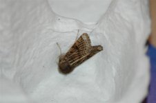 moths 026 (Medium).jpg