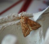 moths 008 (Medium).jpg