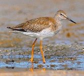 redshank.jpg