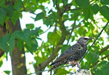 pa170030starling640.jpg