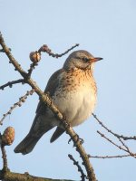 fieldfare14.jpg