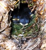 wrens in nest.jpg