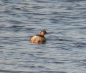 little grebe 037.jpge.jpg